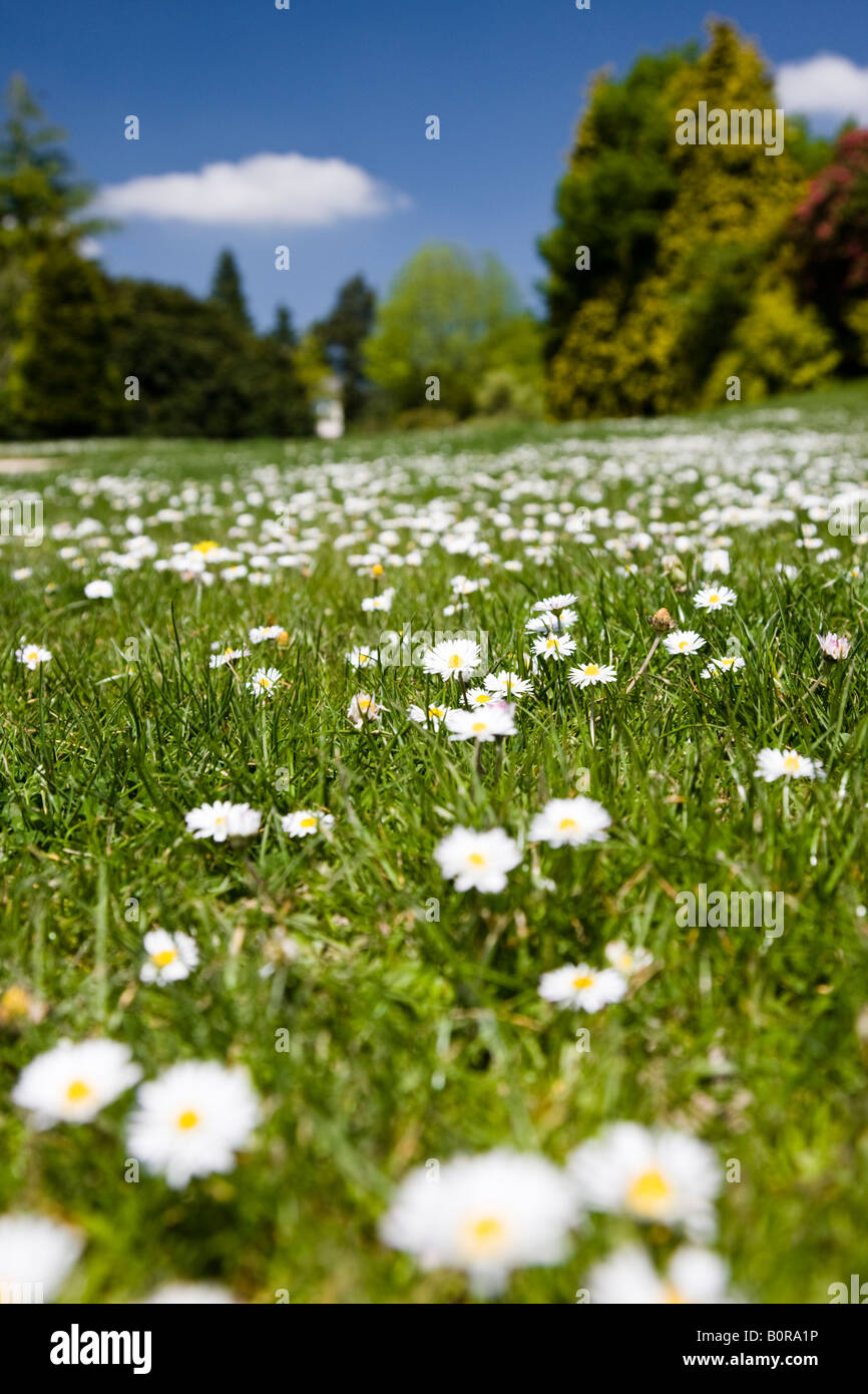 Lie amongst the daisies in the grass in a park on a summers day.  Shallow depth of field. Stock Photo