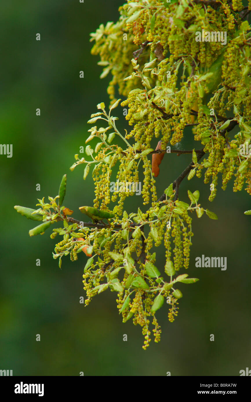 Cork Oak, Quercus suber. Closeup of male flowers and new leaves Stock