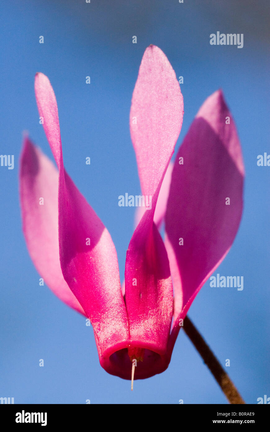 Europe Italy Tuscany near Montepulciano Spring Sowbread Cyclamen ...