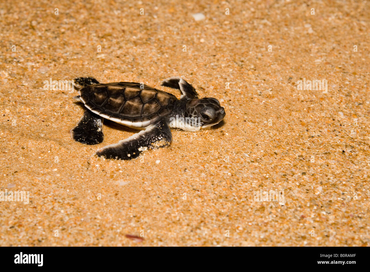 Chelonia mydas baby hi-res stock photography and images - Alamy