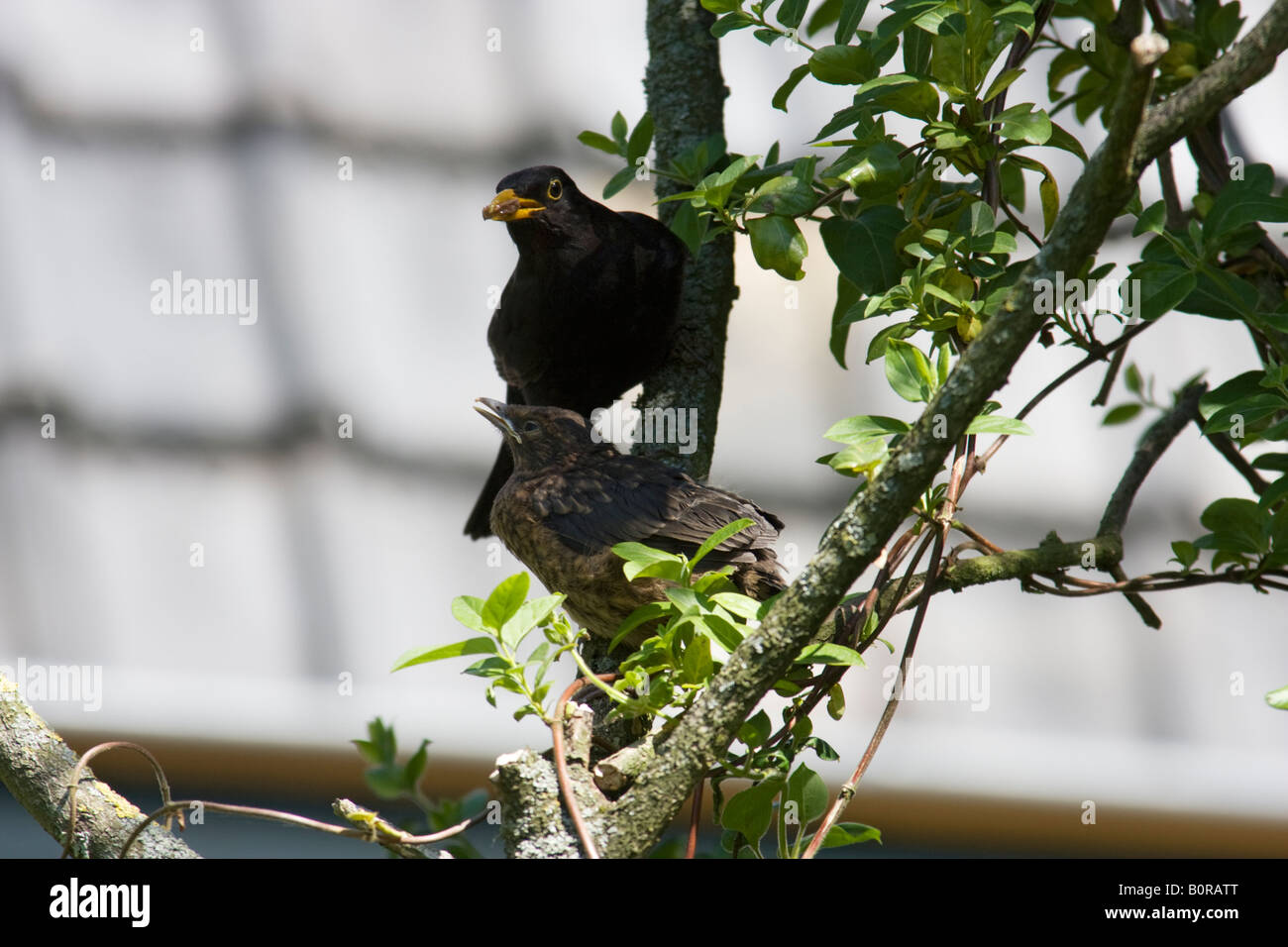 Fledgling common blackbird, Turdus merula, and adult male blackbird with food. Stock Photo