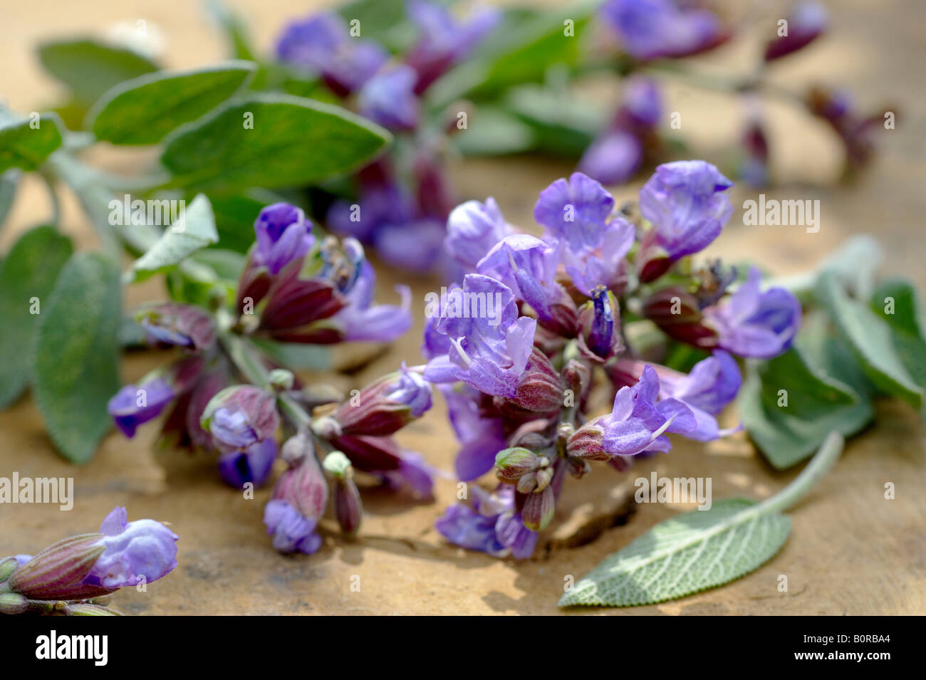 Fresh picked flowering sage Stock Photo