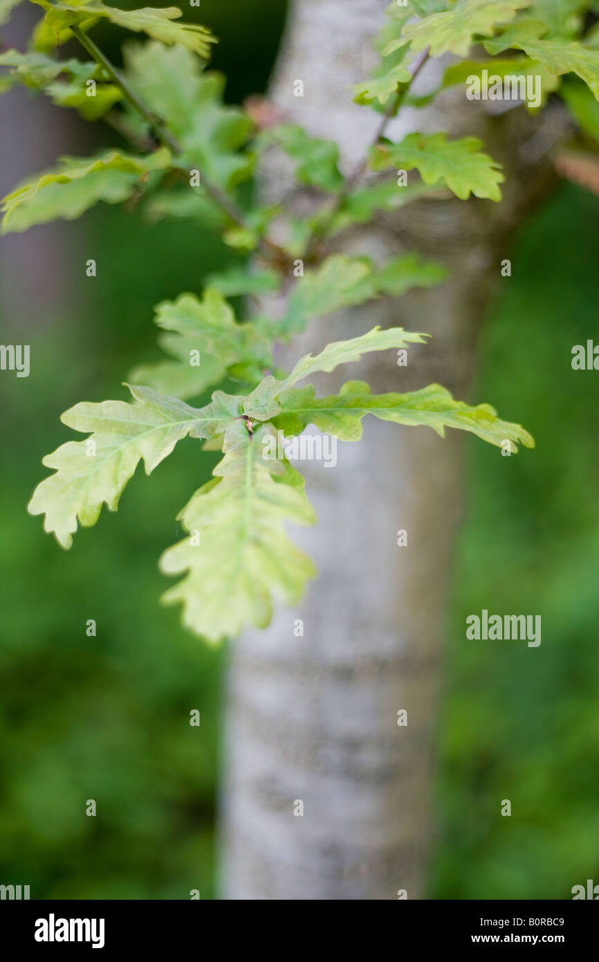 Shallow depth of field shot of a young oak tree leaf Stock Photo