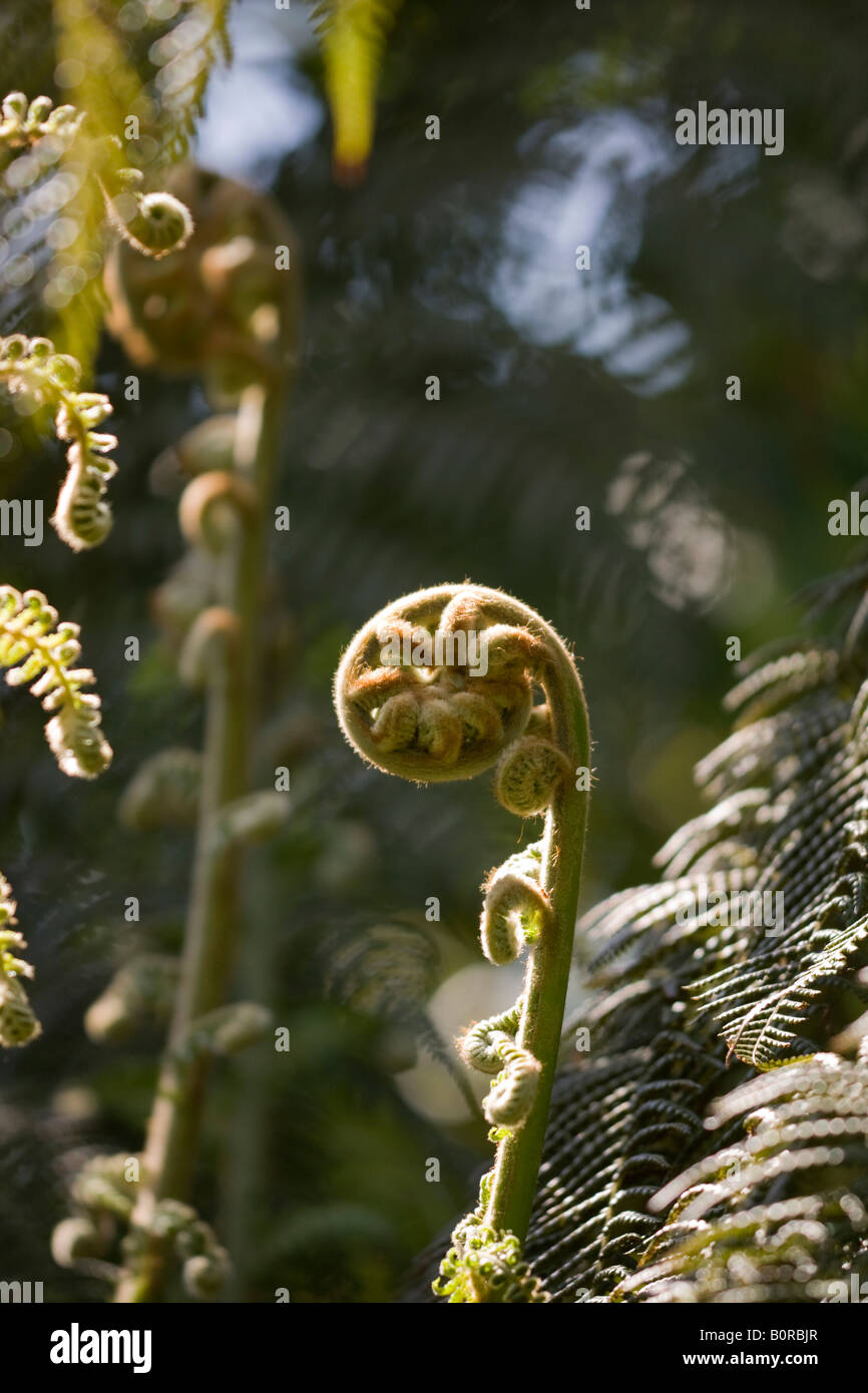 Curled tree fern frond hi-res stock photography and images - Alamy