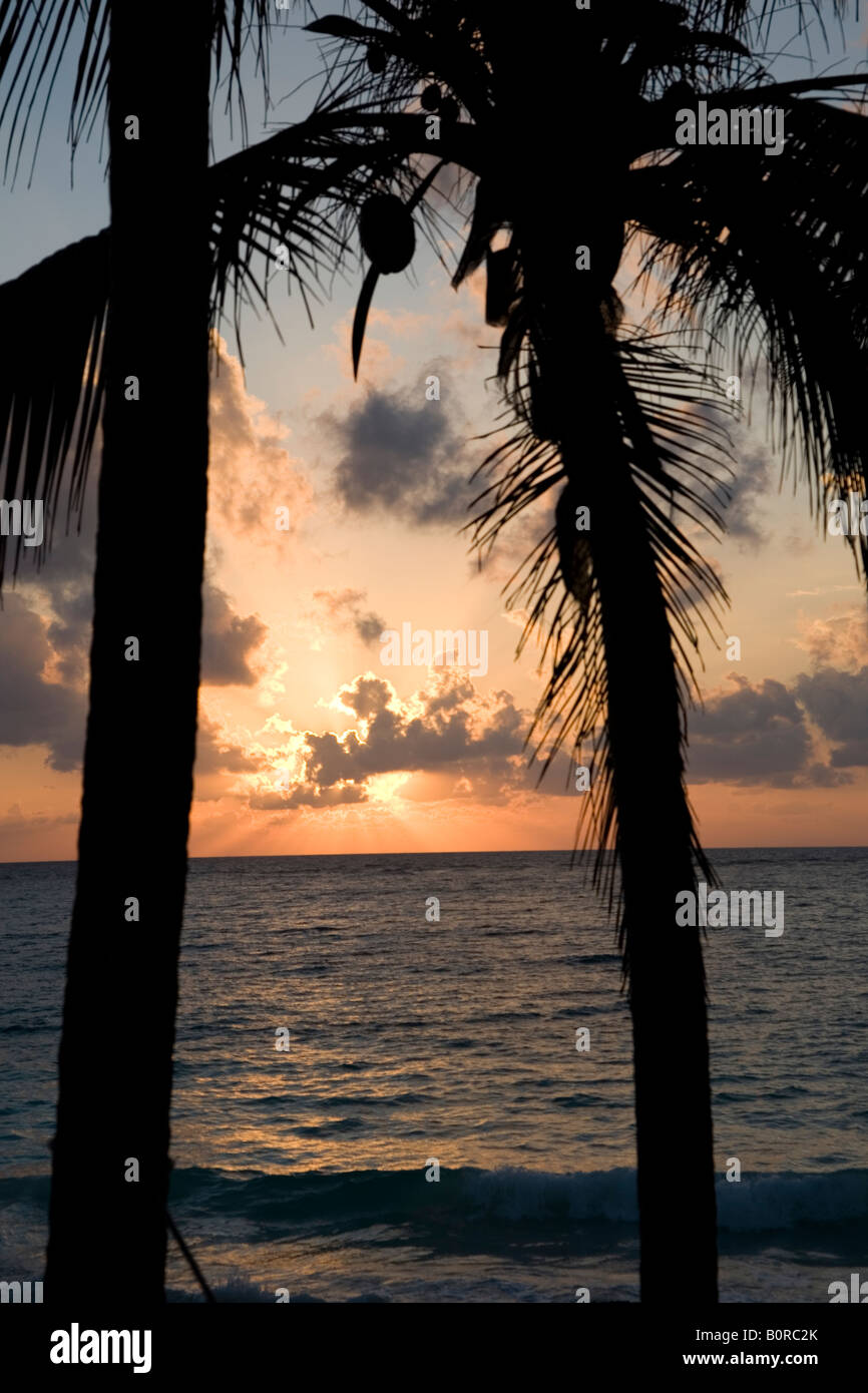 mexico, tulum, sunset and palm trees Stock Photo - Alamy