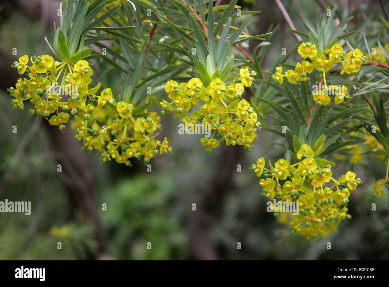 Tree Spurge, Euphorbia dendroides, Euphorbiaceae Stock Photo