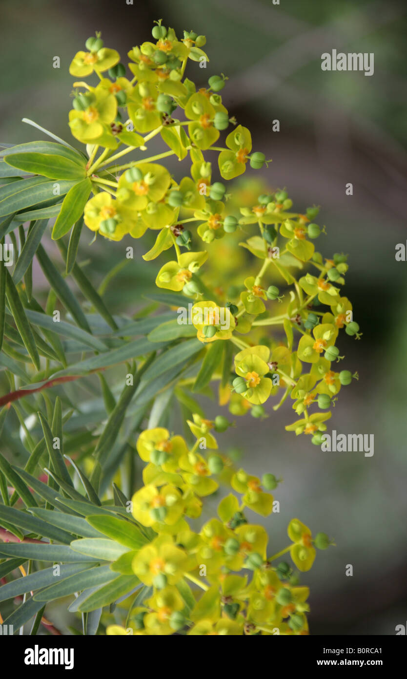 Tree Spurge, Euphorbia dendroides, Euphorbiaceae Stock Photo