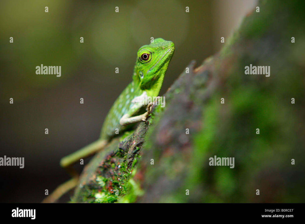 Green Crested Lizard (bronchocela cristatella) basking on a tree and shedding skin Stock Photo