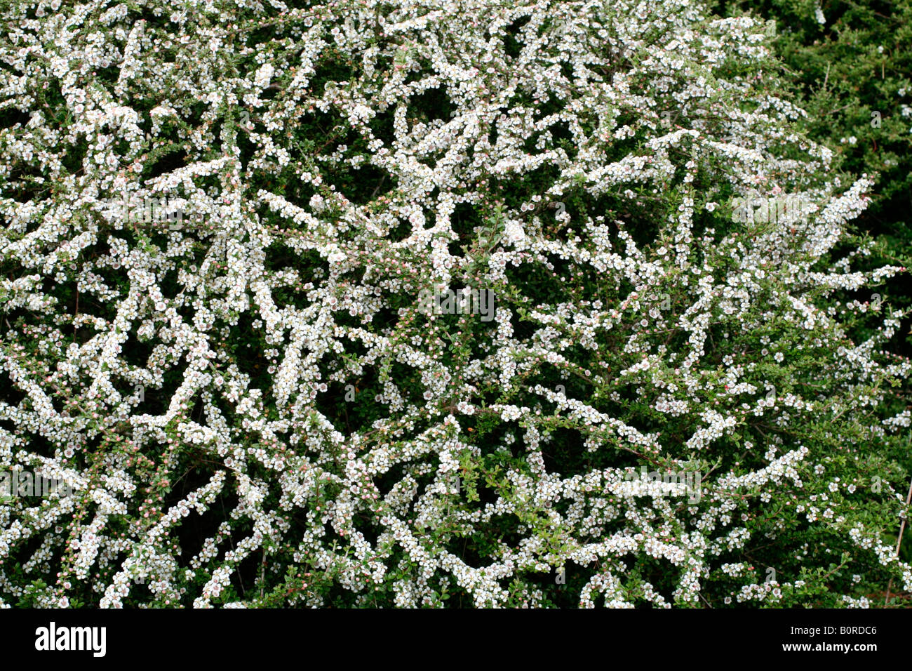 COTONEASTER CONSPICUUS SYN COTONEASTER MICROPHYLLUS WALL VAR CONSPICUS Stock Photo