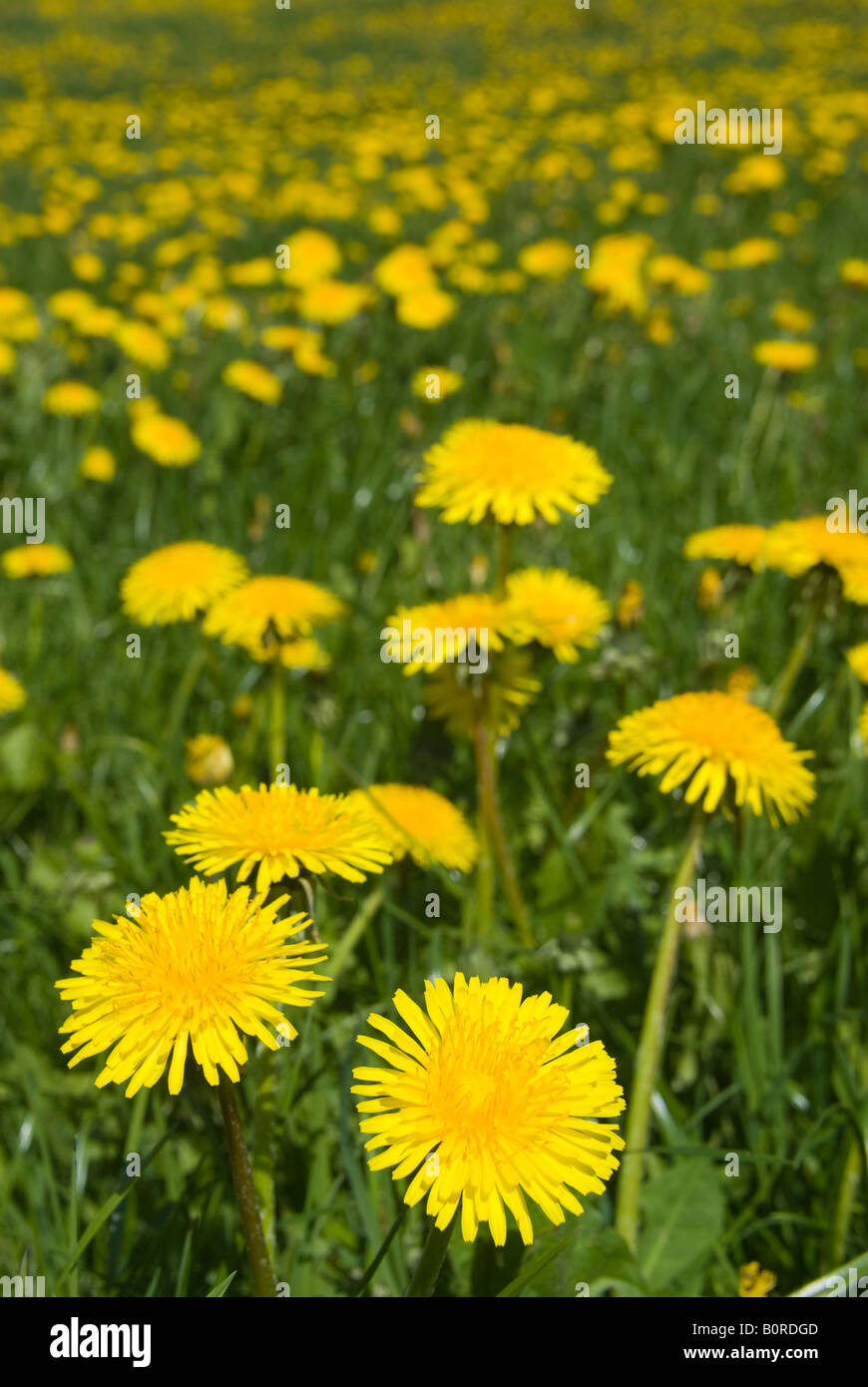 Plenty of dandelion flowers hi-res stock photography and images - Alamy