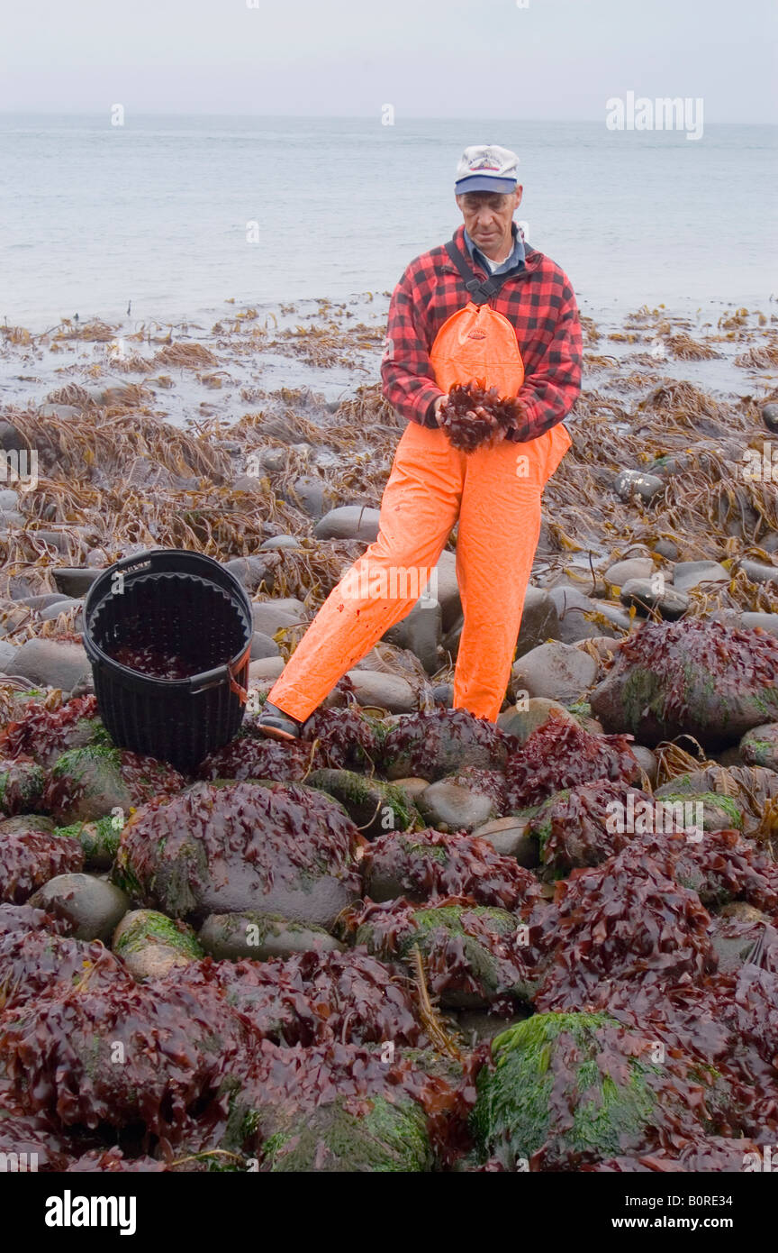 Dulse picker Frances Stanley stands in a patch at low tide Grand Manan Island Canada Stock Photo