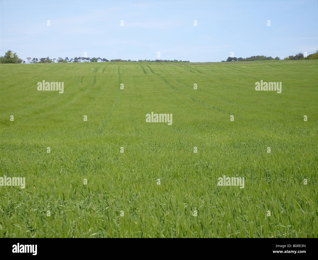Green field in countryside, North Yorkshire Moor National Park, England. Stock Photo