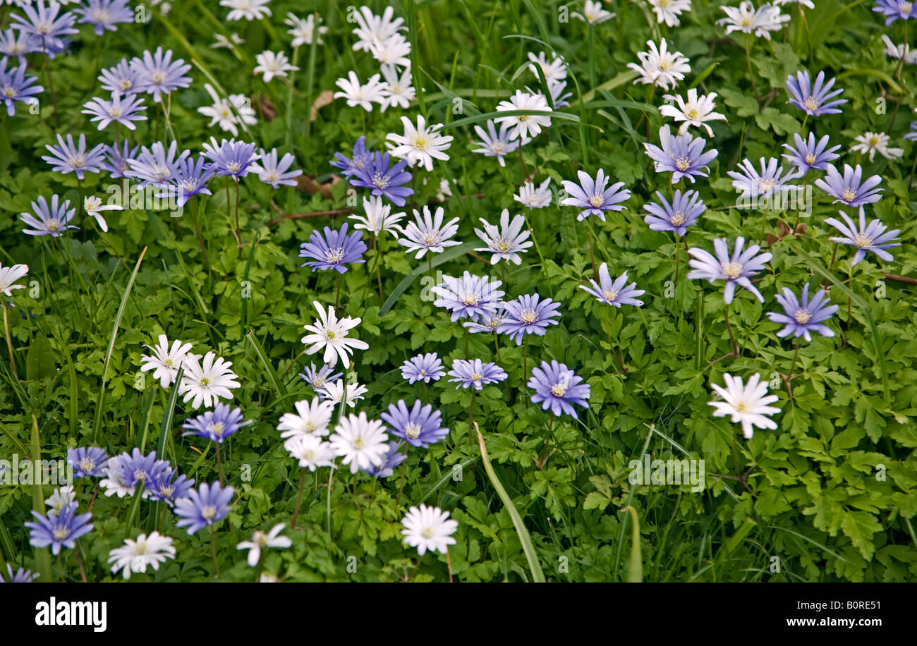 Floral carpet white purple hi-res stock photography and images - Alamy