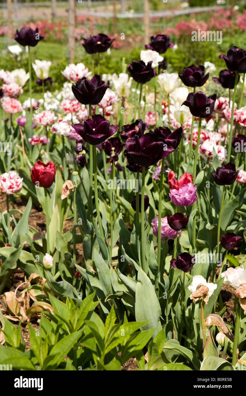 UK England Lincolnshire Easton near Grantham Easton Hall Garden bed of mixed tulip Stock Photo