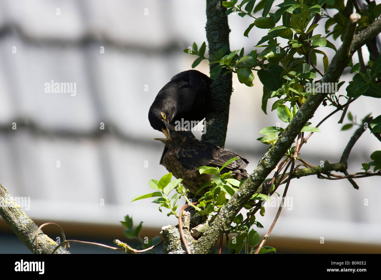 Fledgling common blackbird, Turdus merula, being fed by an adult male blackbird. Stock Photo