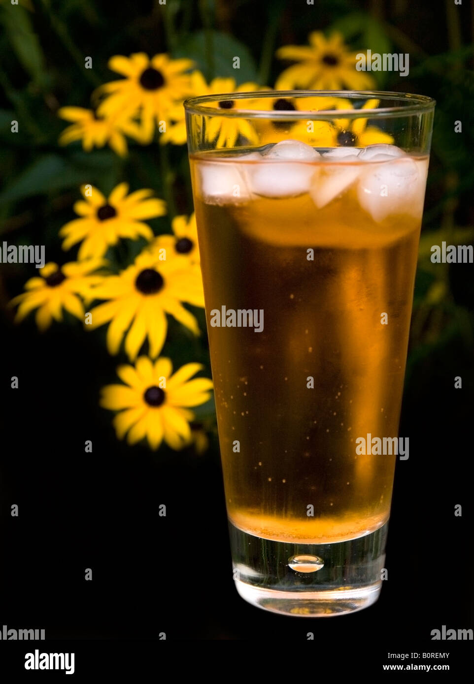 Glass of Cider and Ice with Yellow Rudbeckia flowers on black Stock Photo