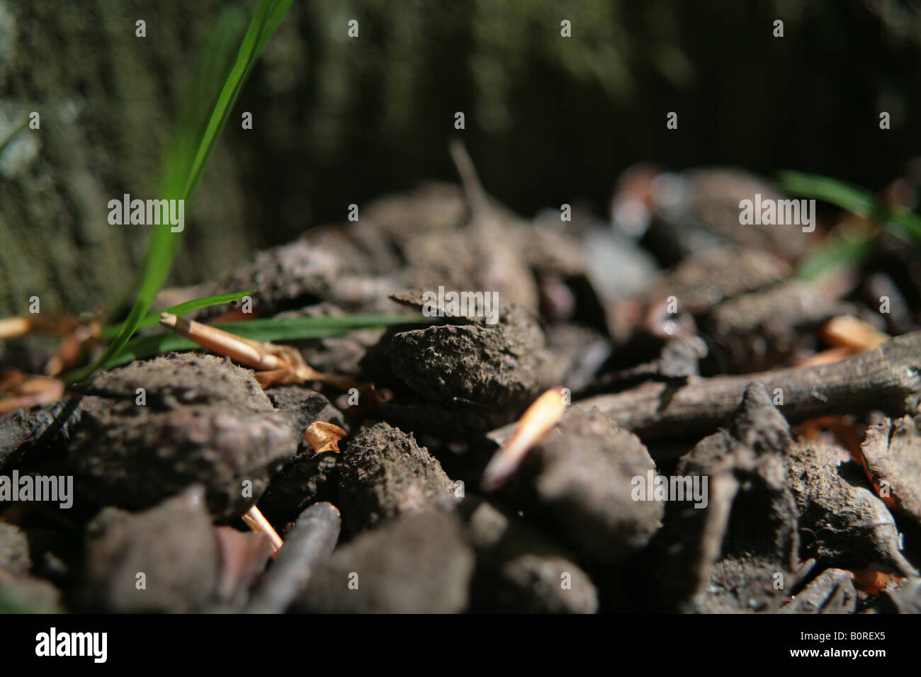 Husks hi-res stock photography and images - Alamy