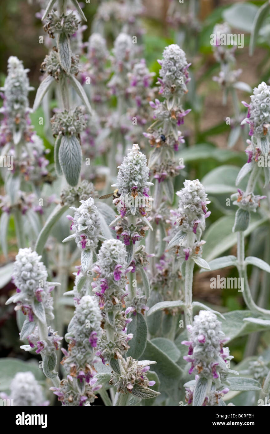 plant in garden Stock Photo