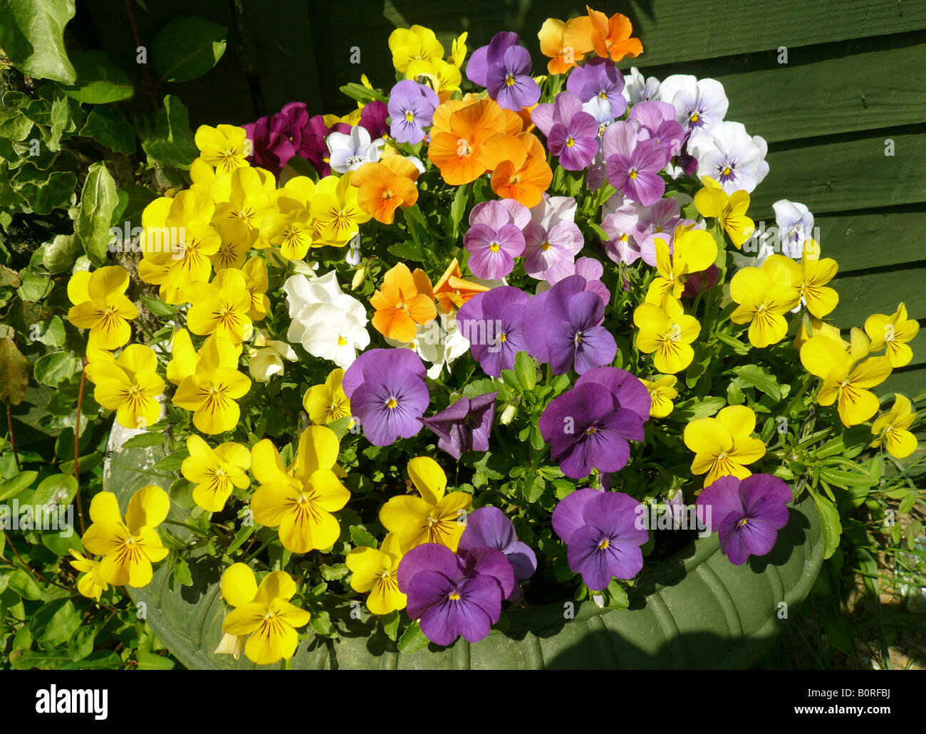 PANSIES Pansy, viola, hybrids, botanist, gardener, garden, bright, colours, face, like, centre, markings, perennials, spring su Stock Photo
