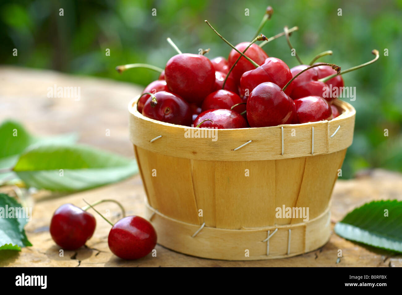 punet of fresh picked orgainic cherries Stock Photo