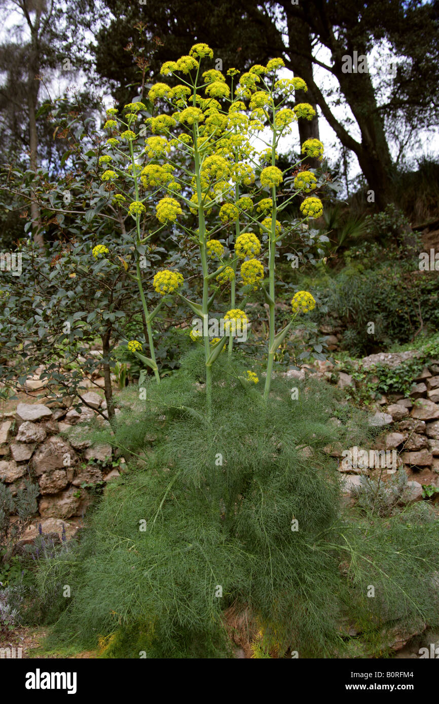 Giant Fennel Ferula communis Apiaceae Stock Photo