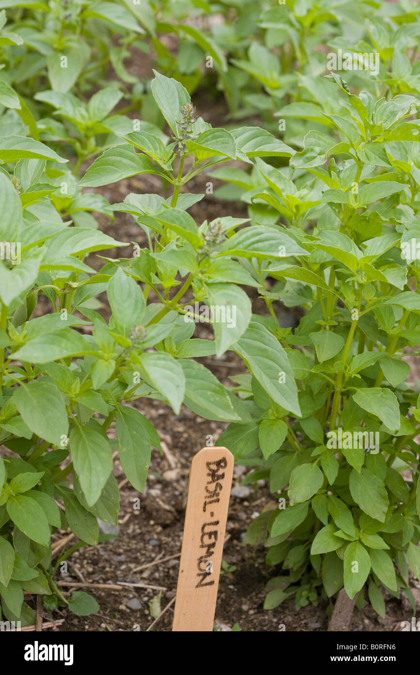 lemon basil grows in vegetable garden with sign Stock Photo