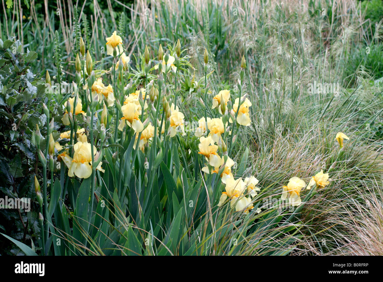 TALL BEARDED IRIS PALE PRIMROSE Stock Photo Alamy