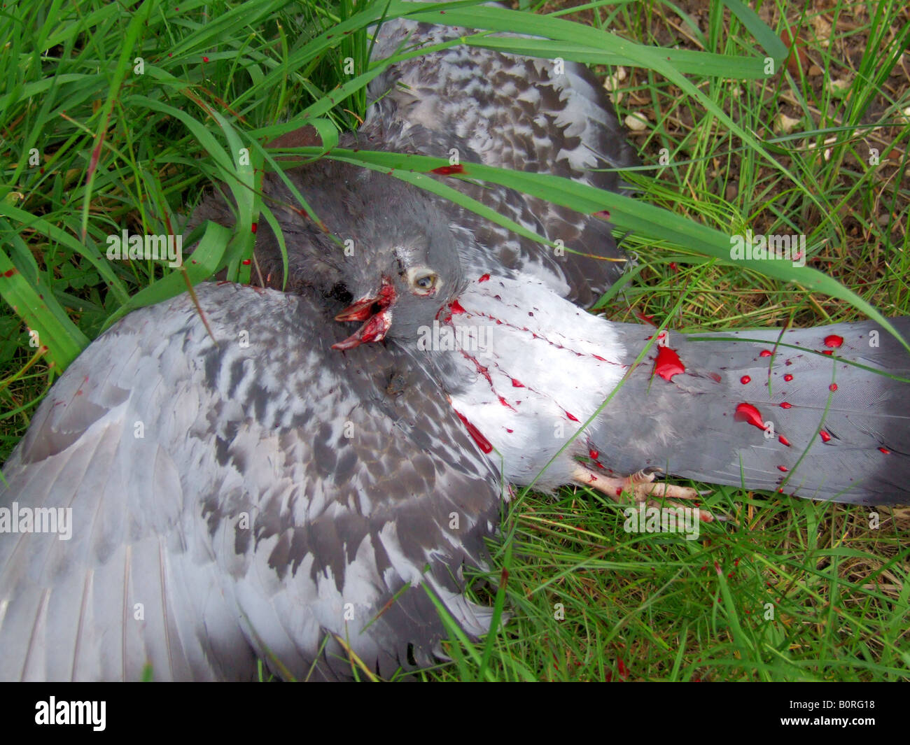 Pigeon Shot Dead Stock Photo
