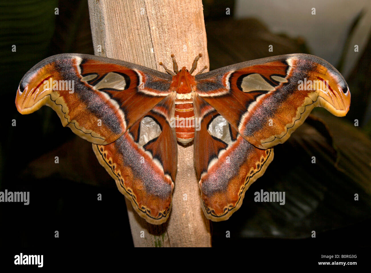 Atlas moth in the butterfly exhibition in the American Museum of Natural History, New York City Stock Photo