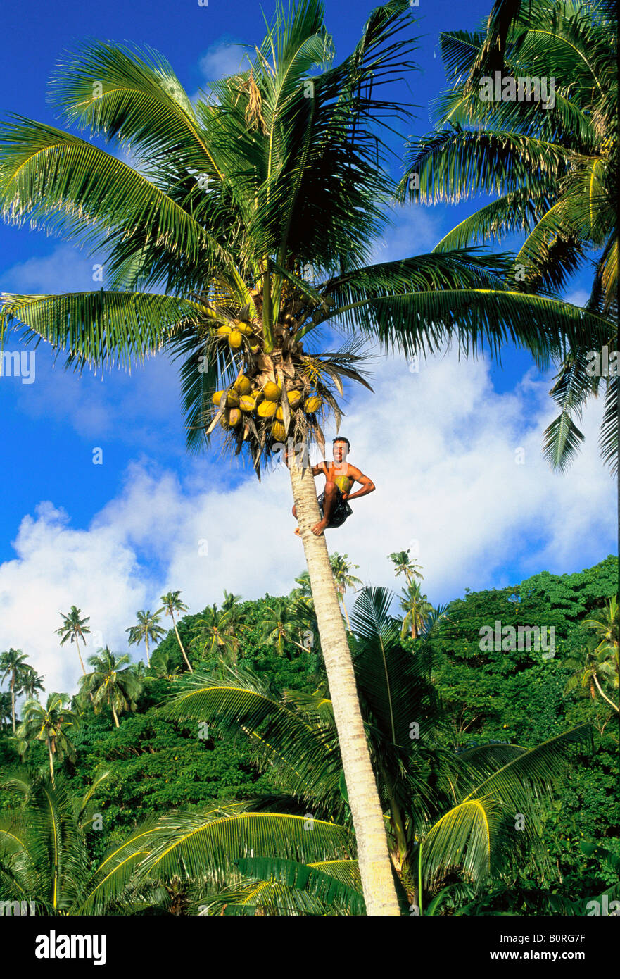 Coconut tree Samoa Stock Photo Alamy