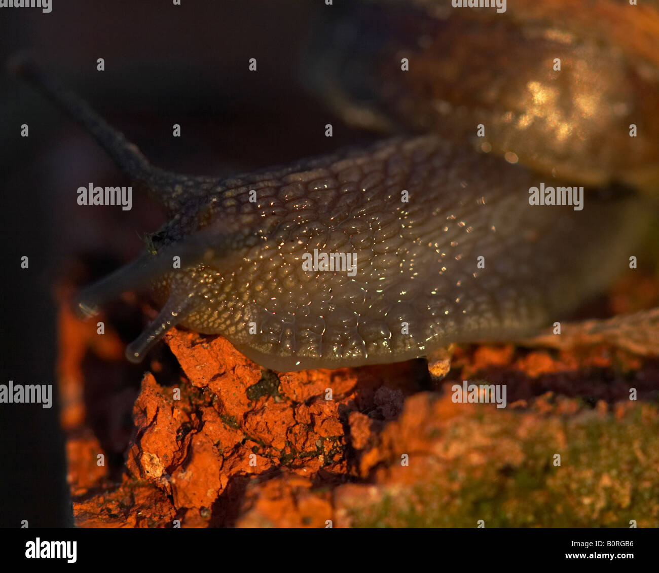 English garden snail hi-res stock photography and images - Alamy