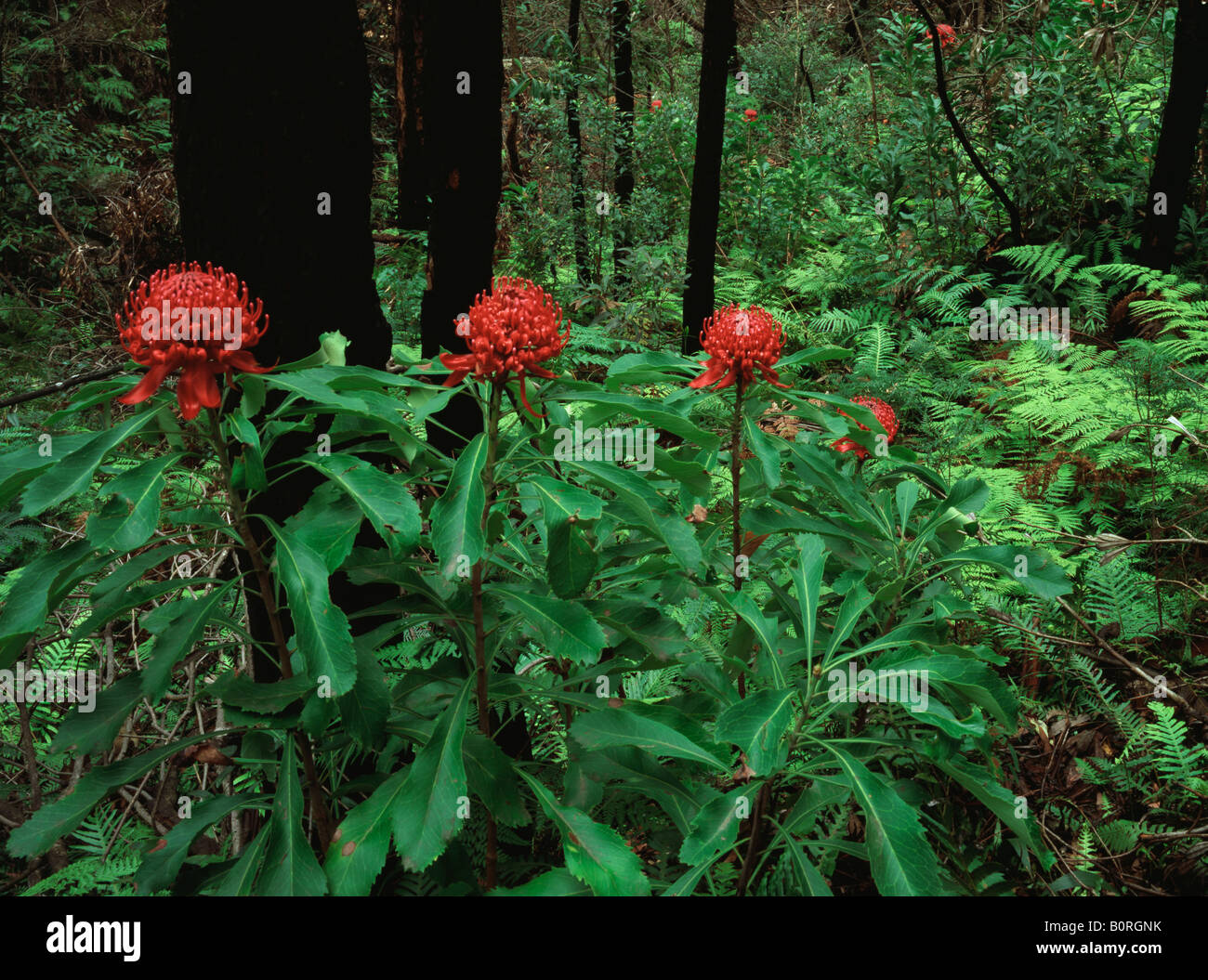 Waratah (Telopea speciosissima) growing in the wild at Nattai National