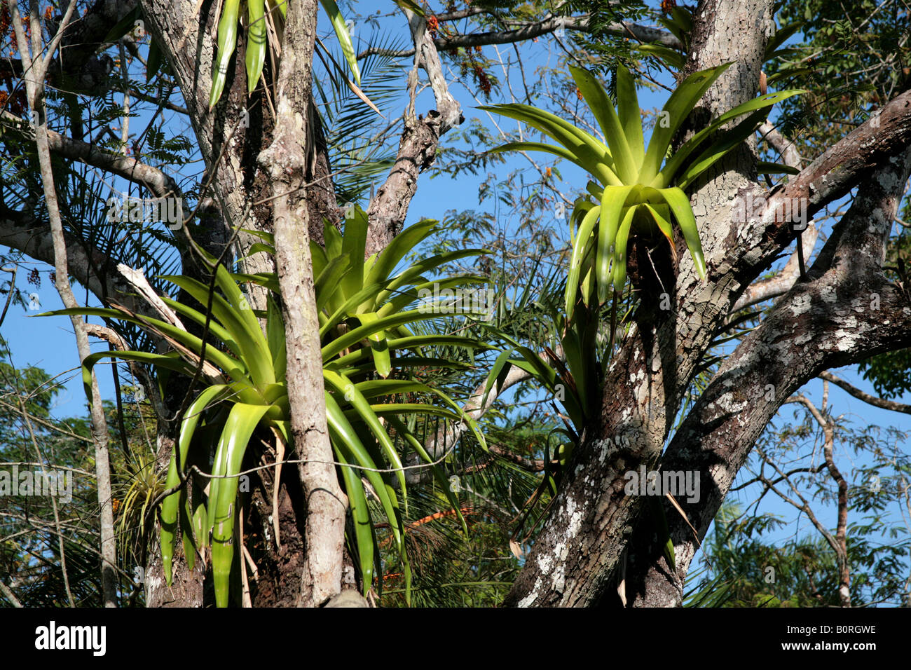 Parasitic plants on trees Stock Photo Alamy