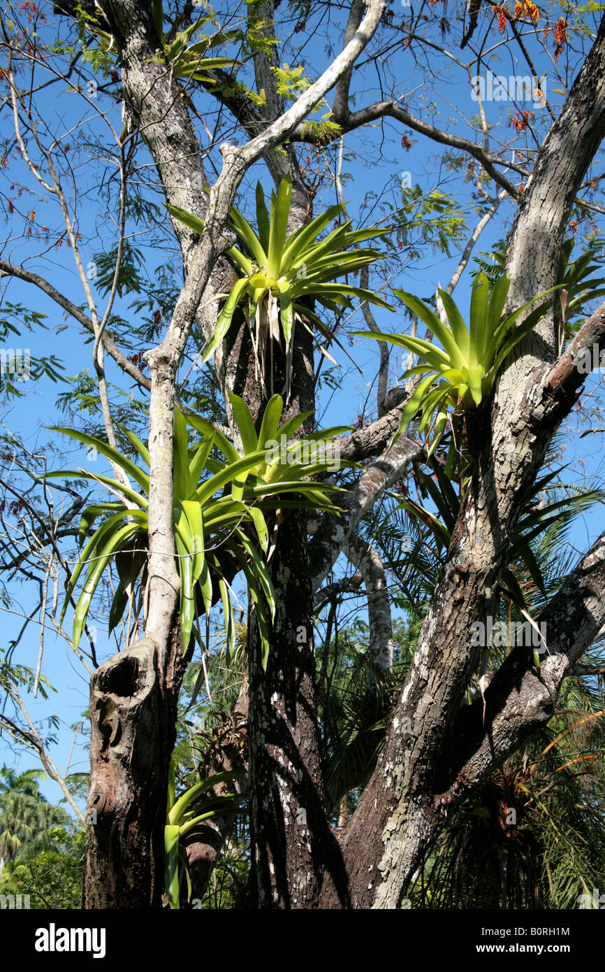 Parasitic Plants High Resolution Stock Photography and Images Alamy
