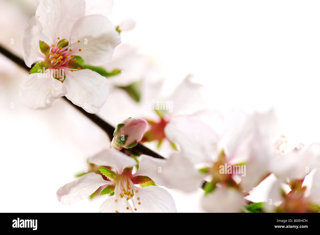 Macro of pink cherry blossoms isolated on white background Stock Photo ...
