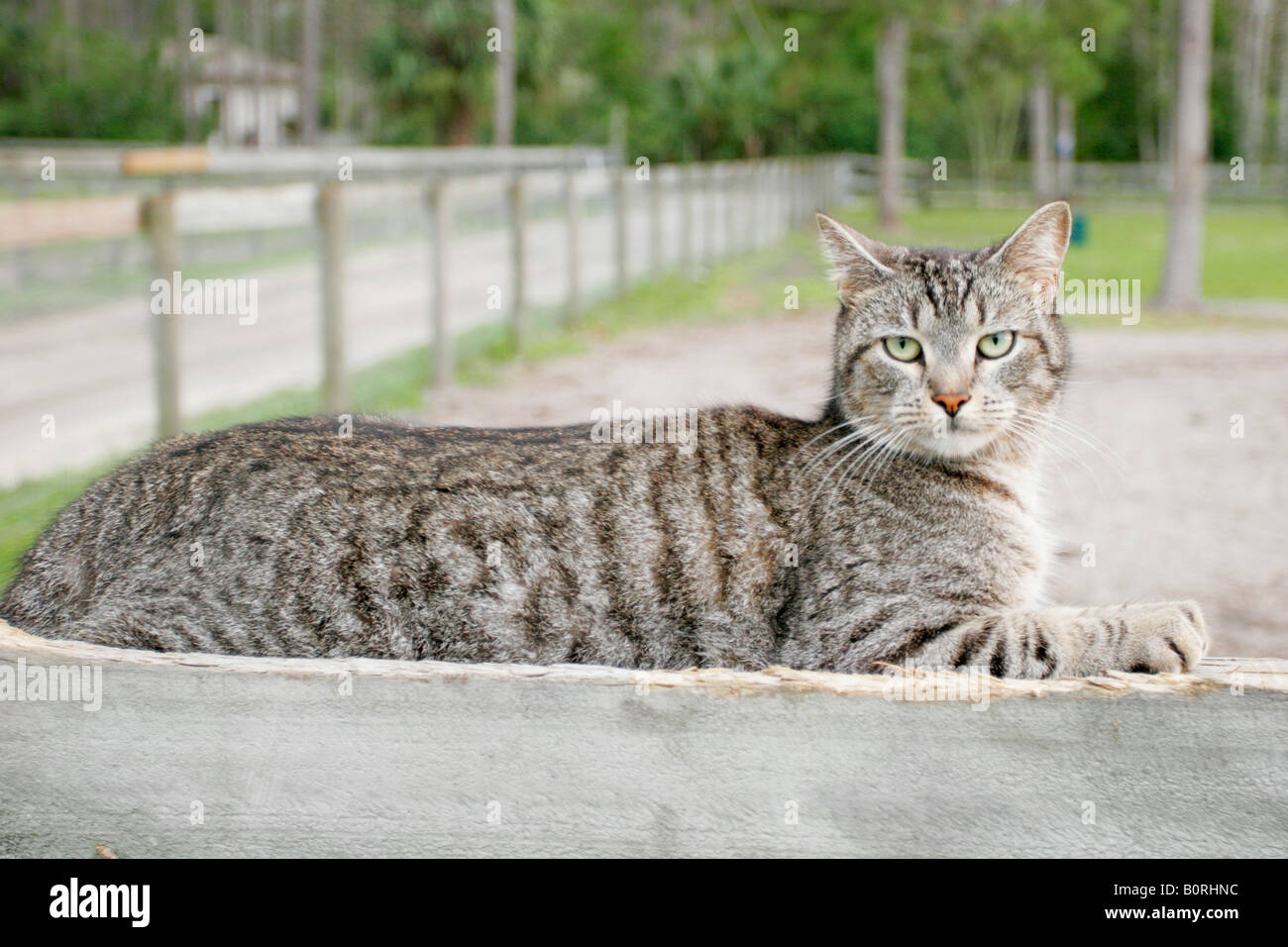 Barnyard Cat lying on a fence Stock Photo