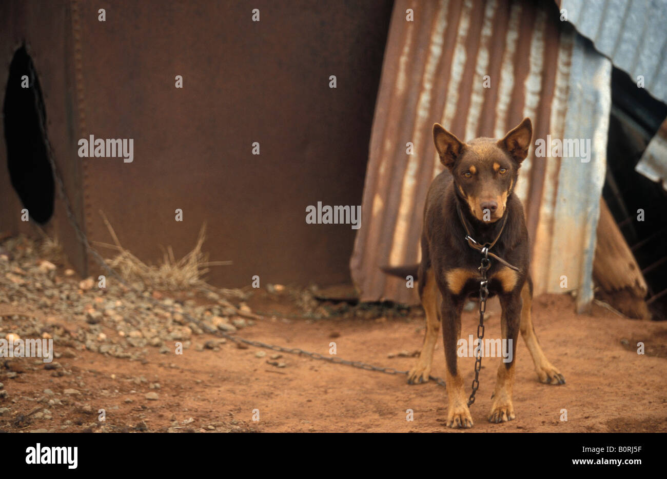 Kelpie Cattle Dog New South Wales Australia Stock Photo Alamy