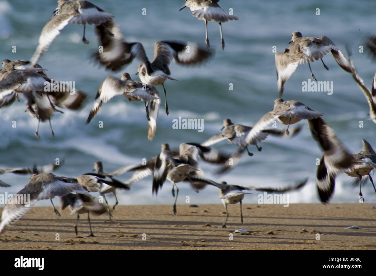 Flock of Willets, Outer Banks, North Carolina Stock Photo Alamy