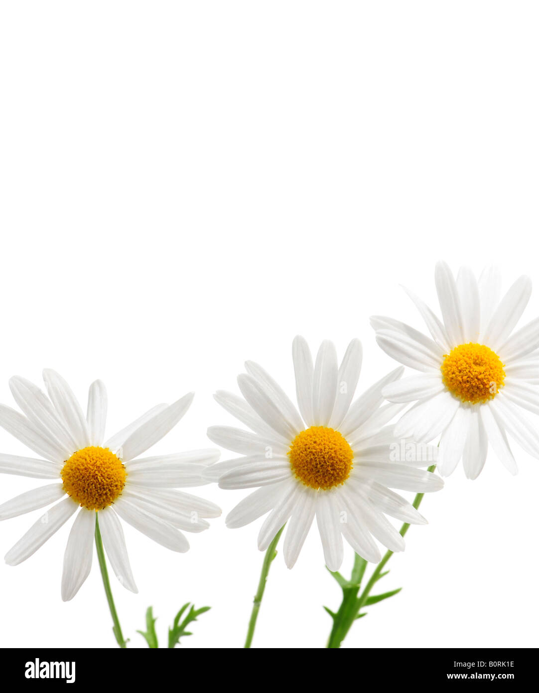 Daisy flowers isolated on white background Stock Photo - Alamy