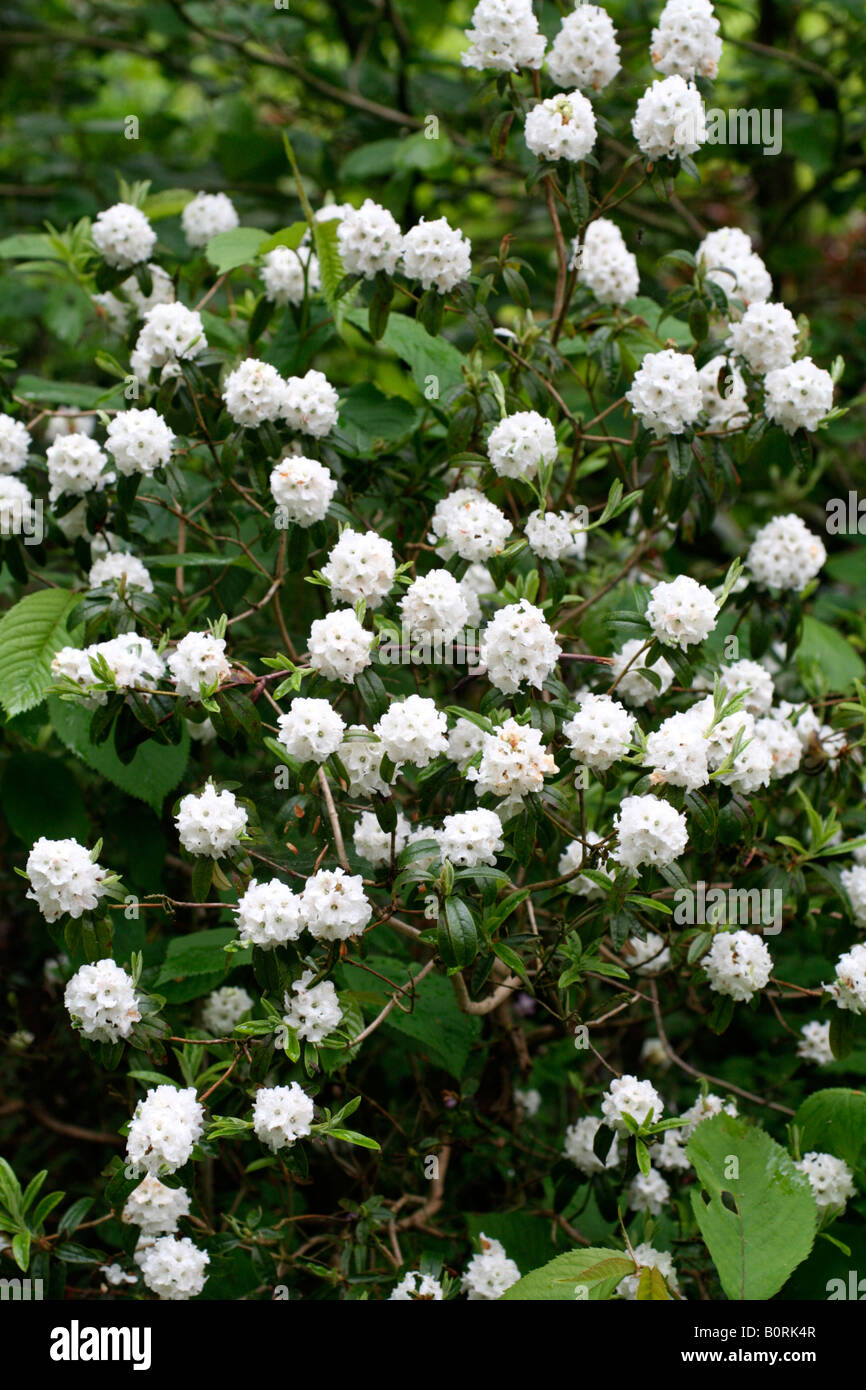Rhododendron arctic tern hi-res stock photography and images - Alamy