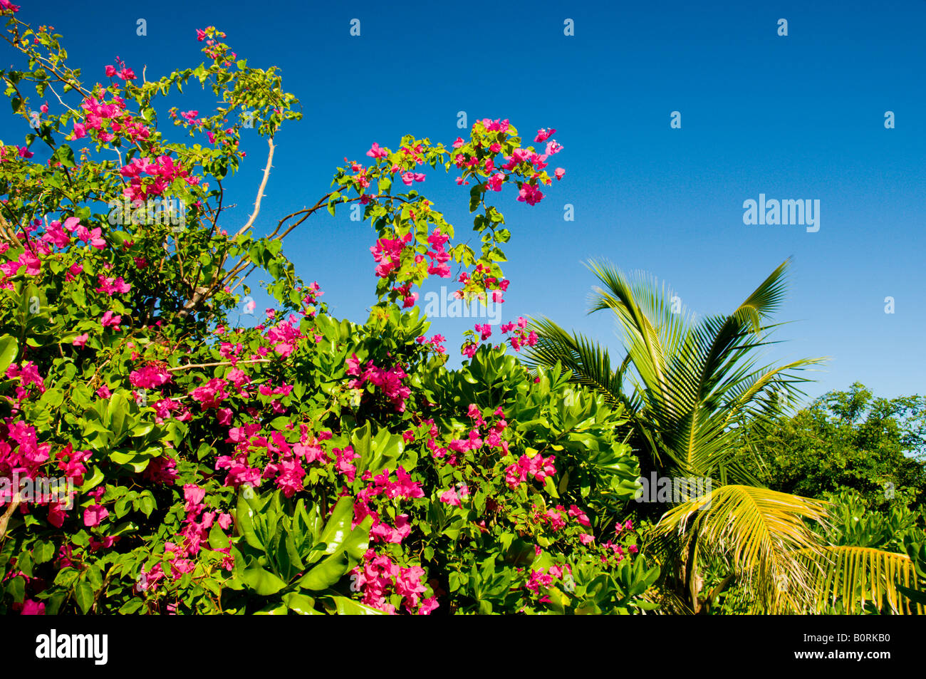 Bougainvillea and palm vegetation on Half Moon Cay Bahamas Stock Photo