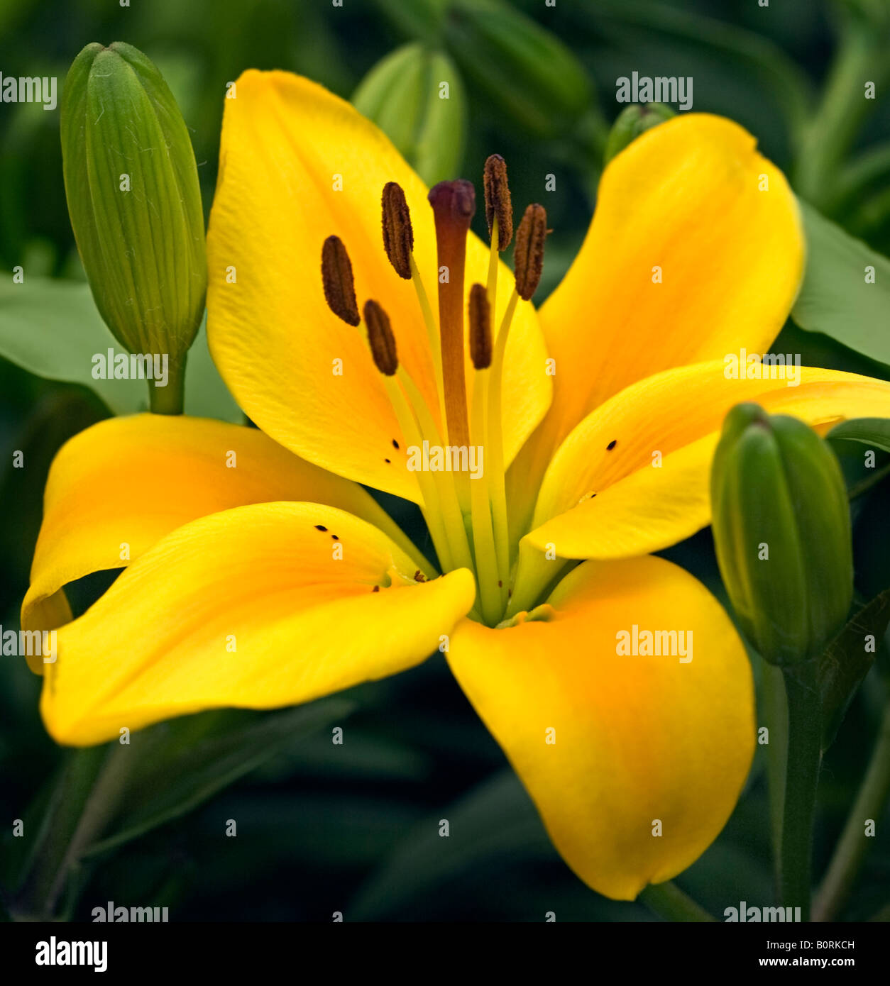 Yellow Asiatic Lily Stock Photo Alamy