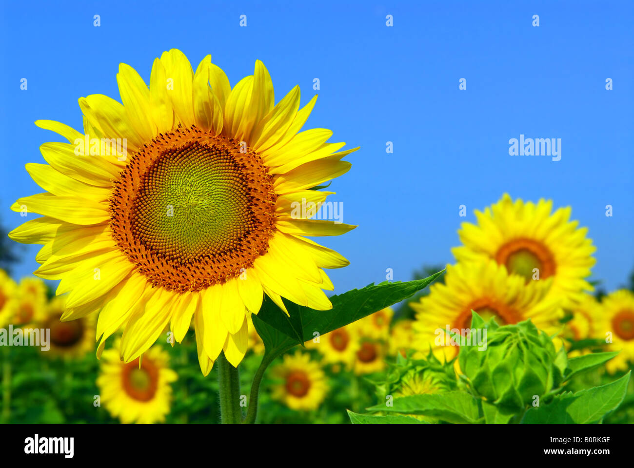 Blooming sunflower field with big sunflower head in the foreground