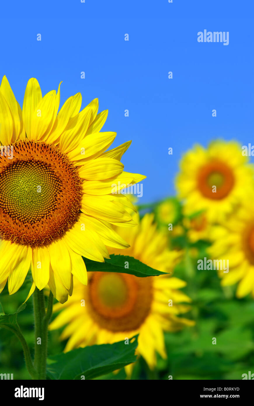 Blooming sunflower field with bright blue sky Stock Photo - Alamy
