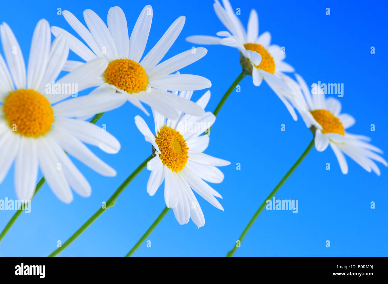 Daisy flowers in a row on light blue background Stock Photo - Alamy