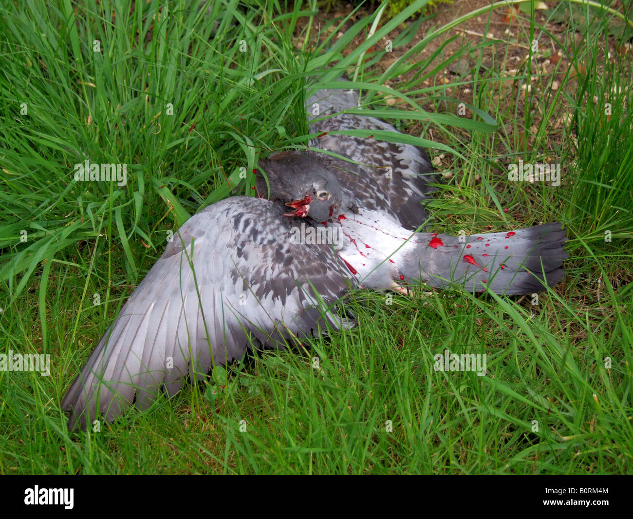 Pigeon Shot Dead Stock Photo