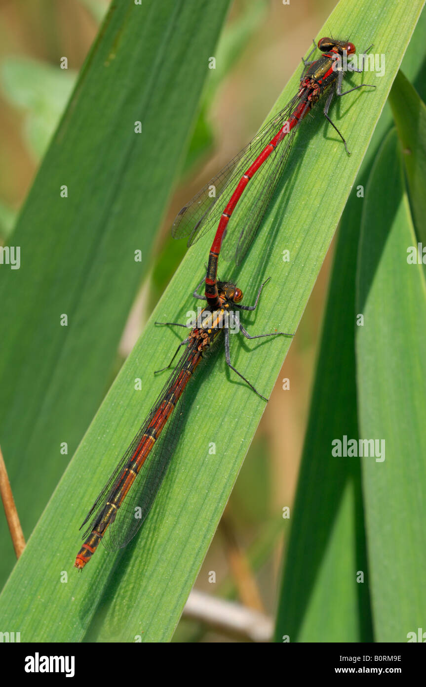 Red Damsel flies copulating on a flag iris leaf Stock Photo - Alamy