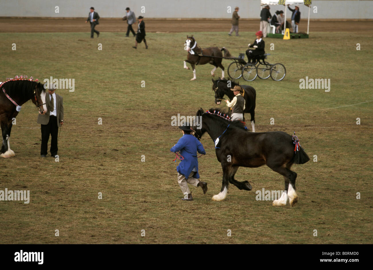 Competition in the Shire Horse Mare Class Sydney Royal Easter Show New