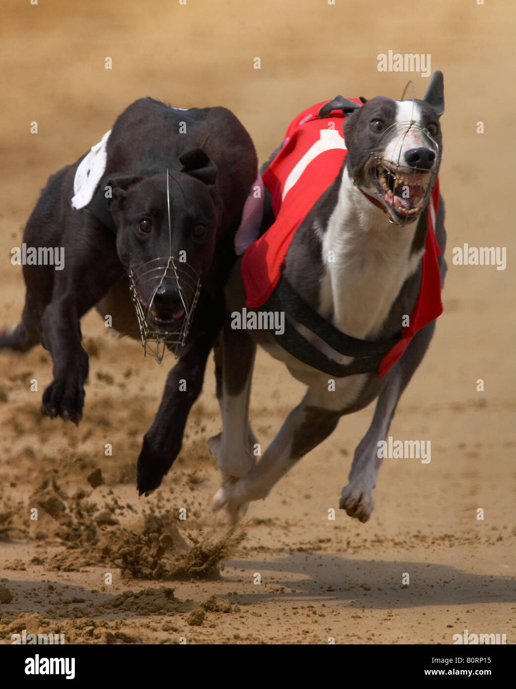 Greyhound dog racing Stock Photo - Alamy