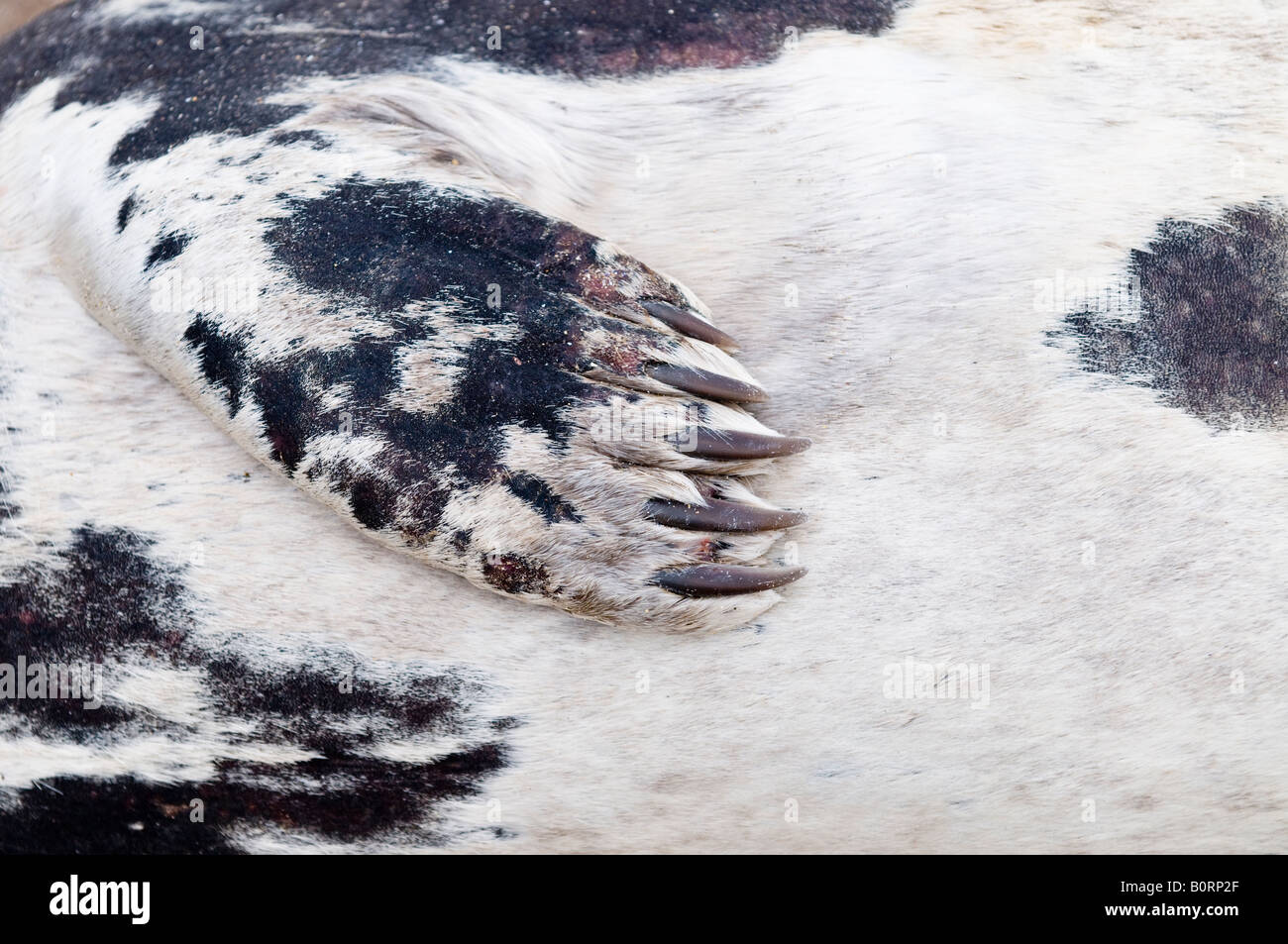 Close-up of the front flipper of a dead grey seal 'Halichoerus grypus' pup washed-up on a Scottish beach Stock Photo